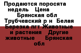 Продаются поросята 6-8 недель › Цена ­ 4 000 - Брянская обл., Трубчевский р-н, Белая Березка пгт Животные и растения » Другие животные   . Брянская обл.